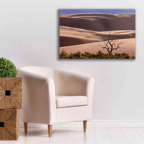 Image of 'Great Sand Dunes NP Tree' by Mike Jones, Giclee Canvas Wall Art,40 x 26