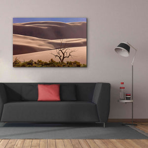 'Great Sand Dunes NP Tree' by Mike Jones, Giclee Canvas Wall Art,60 x 40