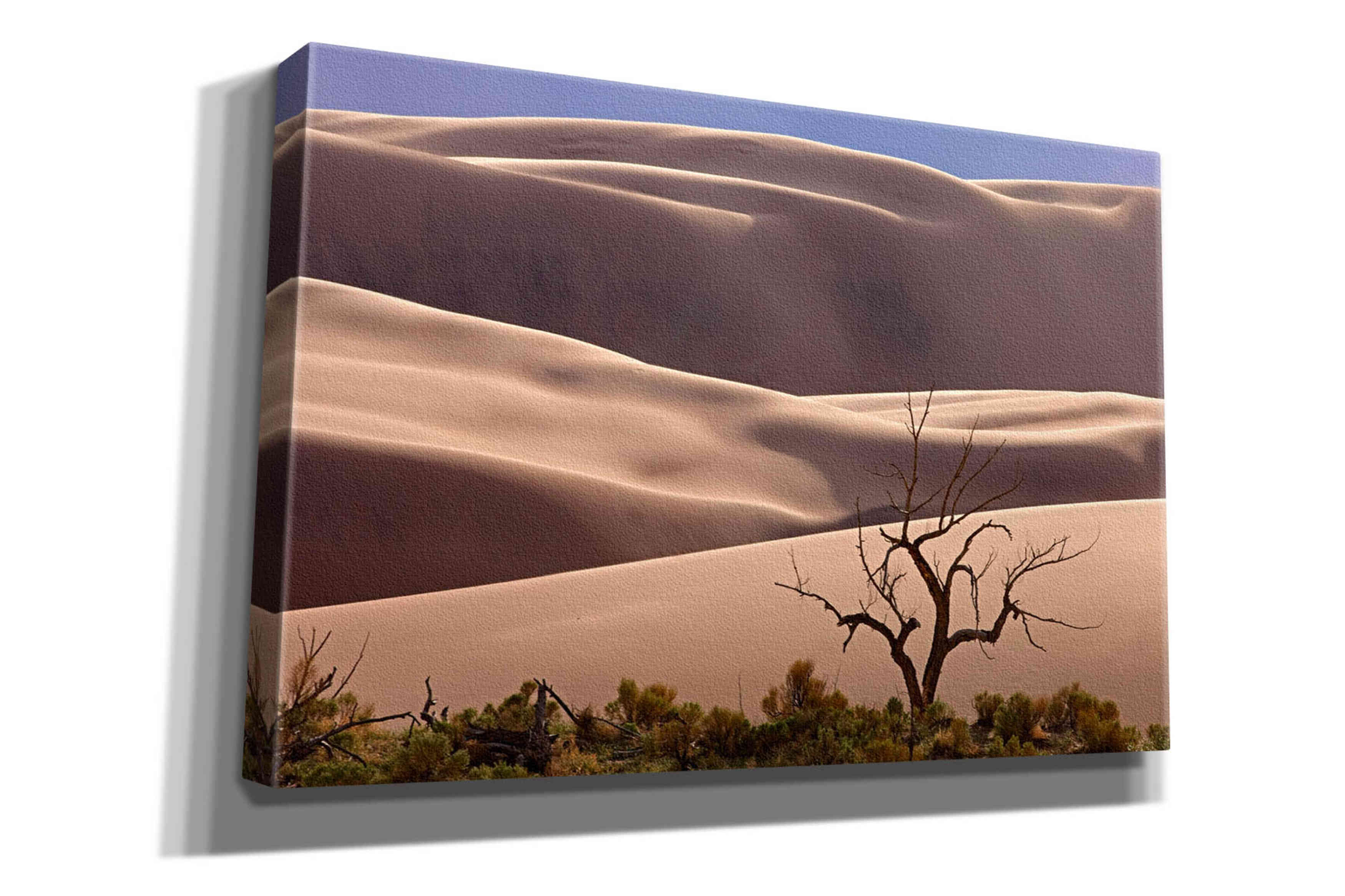 'Great Sand Dunes NP Tree' by Mike Jones, Giclee Canvas Wall Art