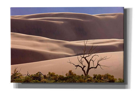 Image of 'Great Sand Dunes NP Tree' by Mike Jones, Giclee Canvas Wall Art