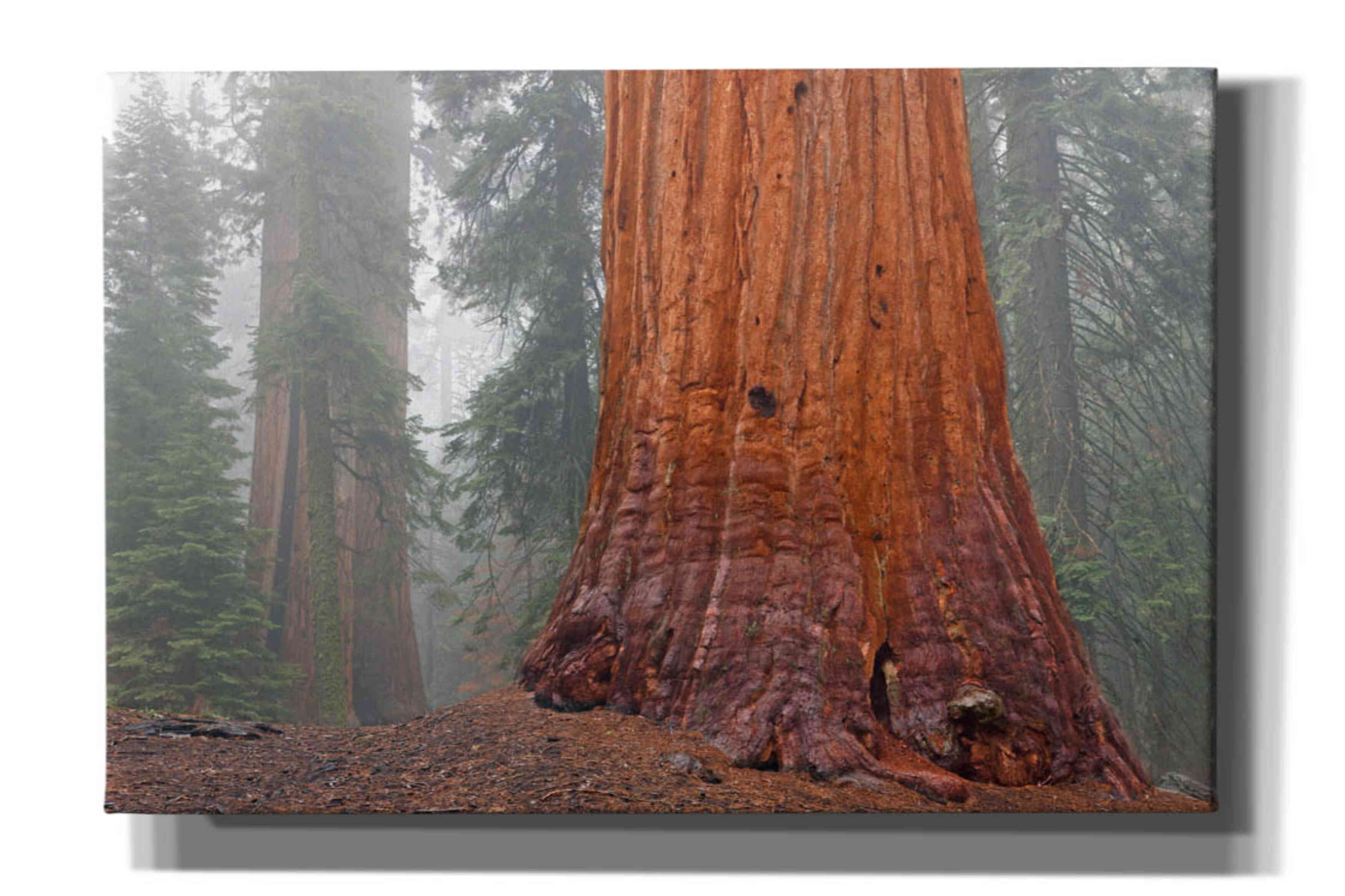'Kings Canyon' by Mike Jones, Giclee Canvas Wall Art