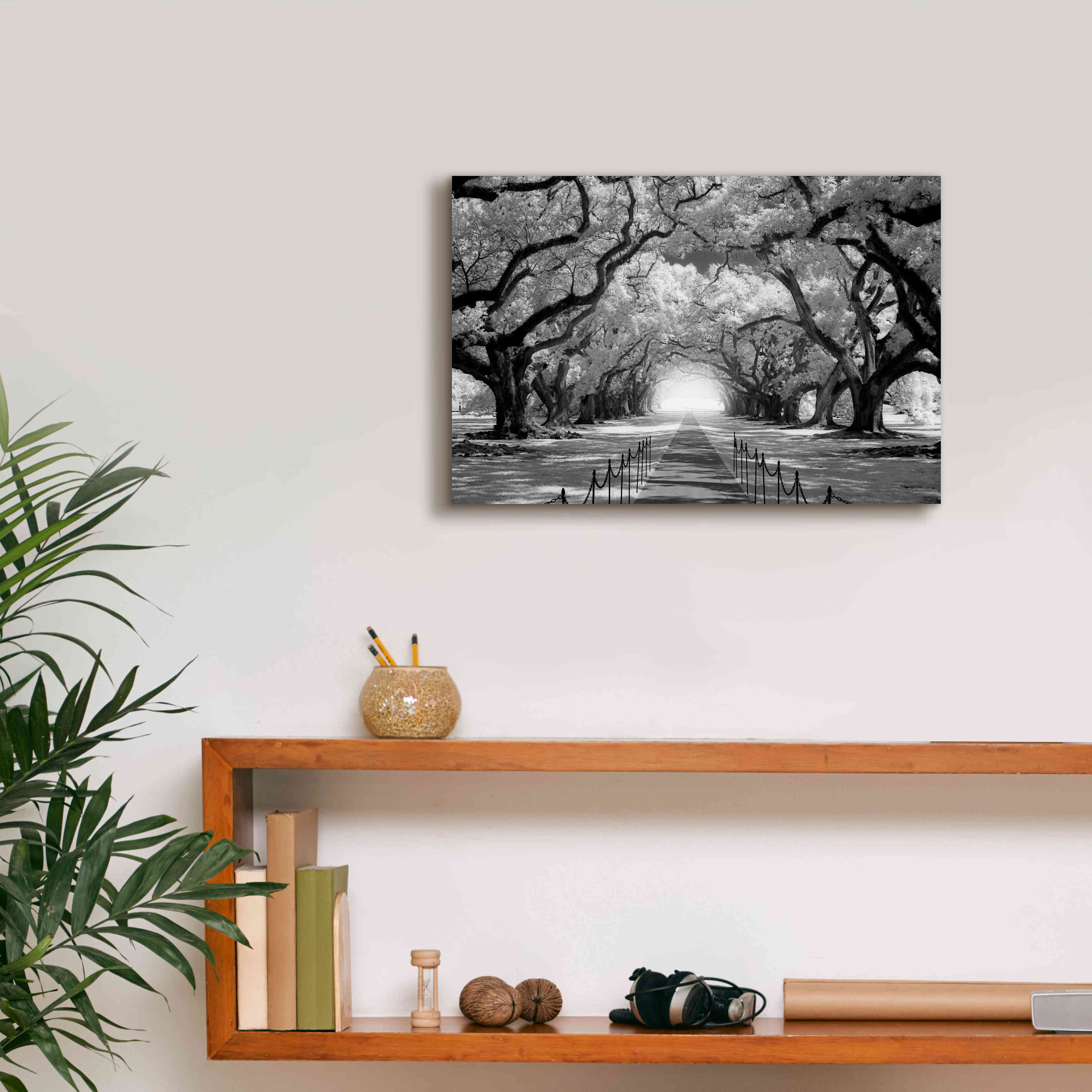 'Oak Alley inf CHECK' by Mike Jones, Giclee Canvas Wall Art,18 x 12