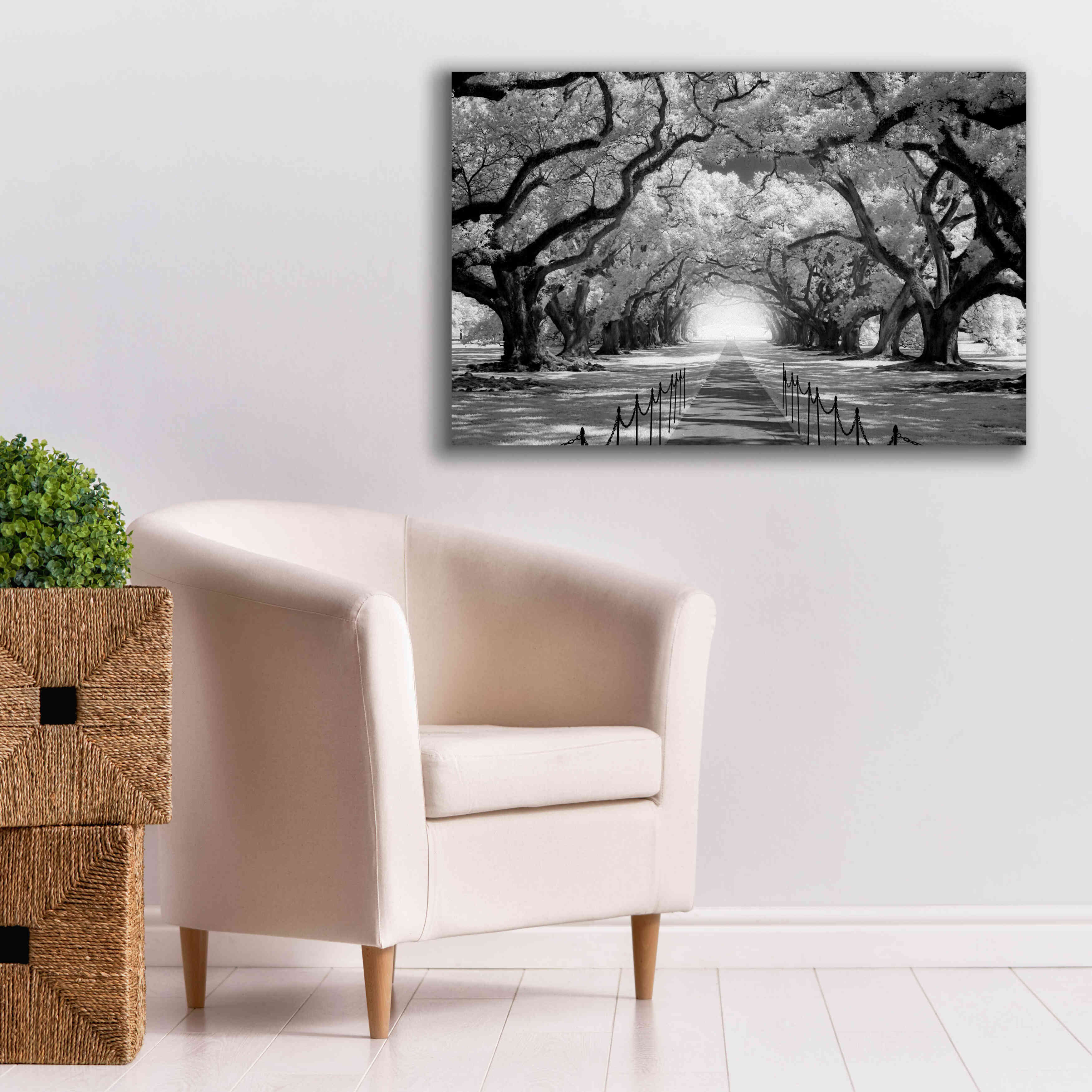 'Oak Alley inf CHECK' by Mike Jones, Giclee Canvas Wall Art,40 x 26