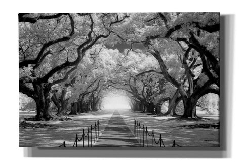 Image of 'Oak Alley inf CHECK' by Mike Jones, Giclee Canvas Wall Art