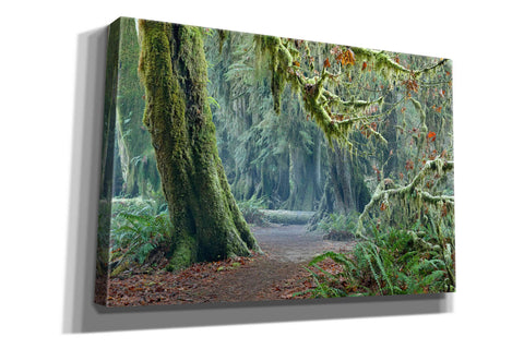 Image of 'Olympic NP Trail' by Mike Jones, Giclee Canvas Wall Art