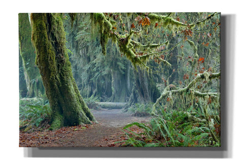 Image of 'Olympic NP Trail' by Mike Jones, Giclee Canvas Wall Art