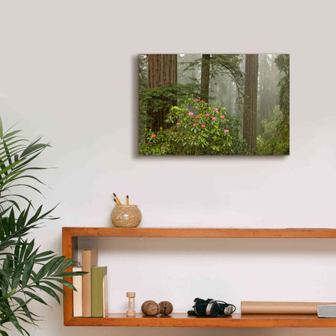 Image of 'Redwood Fog Rhododendrons' by Mike Jones, Giclee Canvas Wall Art,18 x 12