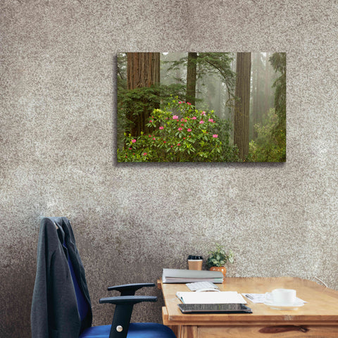 Image of 'Redwood Fog Rhododendrons' by Mike Jones, Giclee Canvas Wall Art,40 x 26