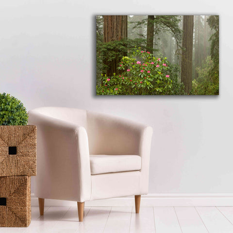 Image of 'Redwood Fog Rhododendrons' by Mike Jones, Giclee Canvas Wall Art,40 x 26