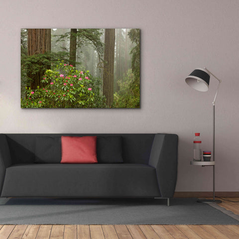 Image of 'Redwood Fog Rhododendrons' by Mike Jones, Giclee Canvas Wall Art,60 x 40