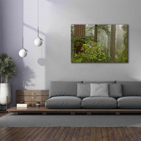 Image of 'Redwood Fog Rhododendrons' by Mike Jones, Giclee Canvas Wall Art,60 x 40