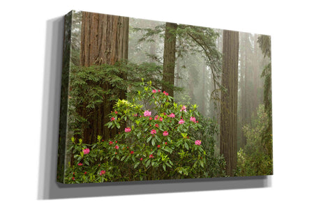'Redwood Fog Rhododendrons' by Mike Jones, Giclee Canvas Wall Art