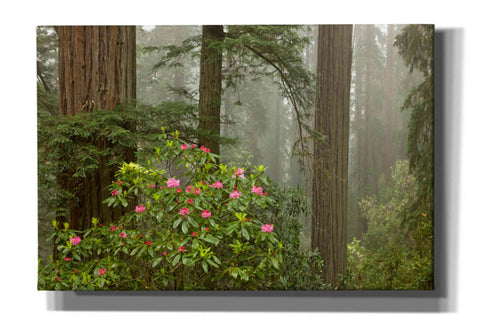Image of 'Redwood Fog Rhododendrons' by Mike Jones, Giclee Canvas Wall Art
