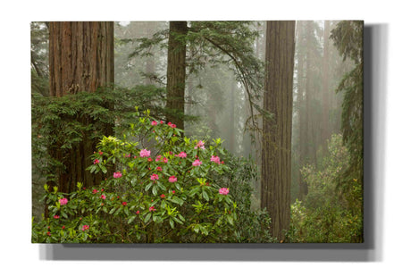 'Redwood Fog Rhododendrons' by Mike Jones, Giclee Canvas Wall Art