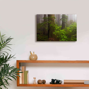 'Redwoods Fog' by Mike Jones, Giclee Canvas Wall Art,18 x 12