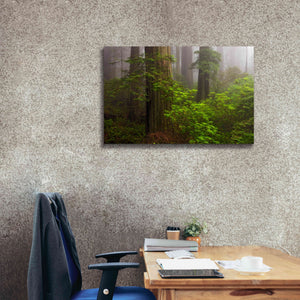 'Redwoods Fog' by Mike Jones, Giclee Canvas Wall Art,40 x 26