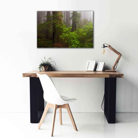 Image of 'Redwoods Fog' by Mike Jones, Giclee Canvas Wall Art,40 x 26