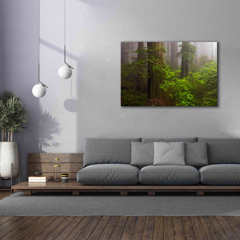 Image of 'Redwoods Fog' by Mike Jones, Giclee Canvas Wall Art,60 x 40