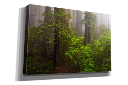 'Redwoods Fog' by Mike Jones, Giclee Canvas Wall Art