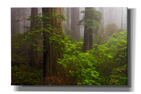 Image of 'Redwoods Fog' by Mike Jones, Giclee Canvas Wall Art