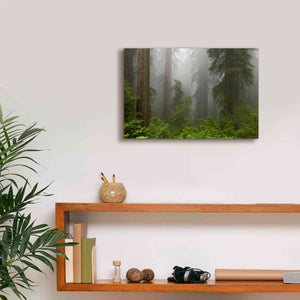 'Redwoods NP Fog' by Mike Jones, Giclee Canvas Wall Art,18 x 12