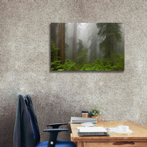 Image of 'Redwoods NP Fog' by Mike Jones, Giclee Canvas Wall Art,40 x 26