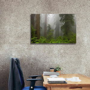 'Redwoods NP Fog' by Mike Jones, Giclee Canvas Wall Art,40 x 26