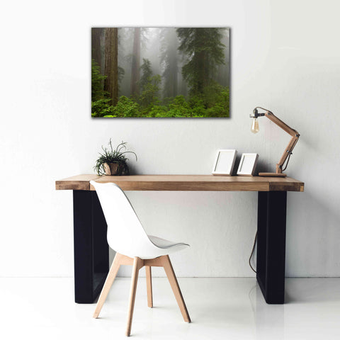 Image of 'Redwoods NP Fog' by Mike Jones, Giclee Canvas Wall Art,40 x 26