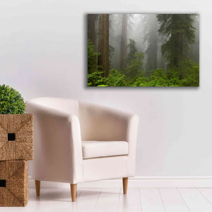 'Redwoods NP Fog' by Mike Jones, Giclee Canvas Wall Art,40 x 26