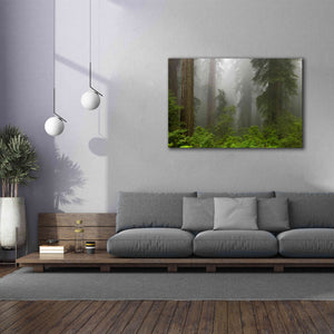 'Redwoods NP Fog' by Mike Jones, Giclee Canvas Wall Art,60 x 40