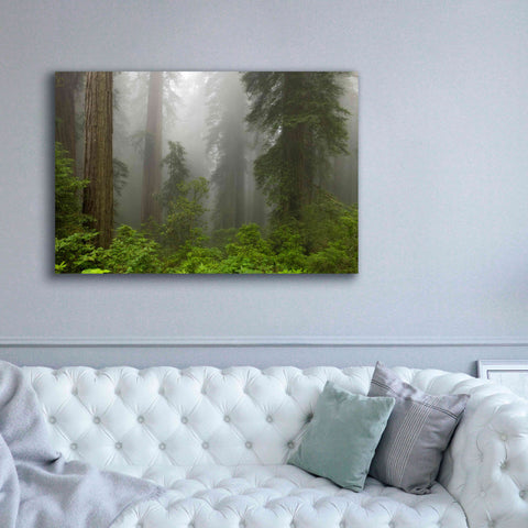 Image of 'Redwoods NP Fog' by Mike Jones, Giclee Canvas Wall Art,60 x 40