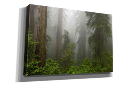'Redwoods NP Fog' by Mike Jones, Giclee Canvas Wall Art