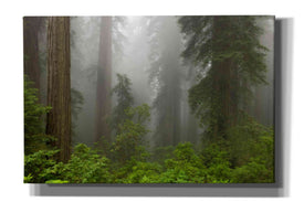 'Redwoods NP Fog' by Mike Jones, Giclee Canvas Wall Art