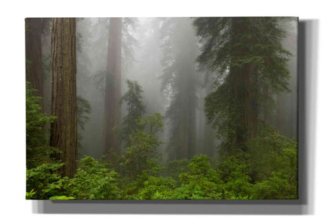 Image of 'Redwoods NP Fog' by Mike Jones, Giclee Canvas Wall Art