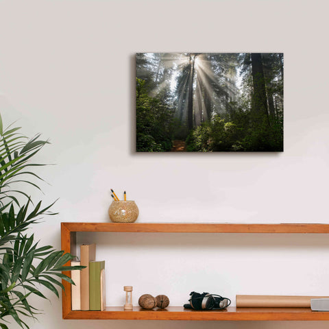 Image of 'Redwoods NP Ladybird Johnson Lightbeams' by Mike Jones, Giclee Canvas Wall Art,18 x 12