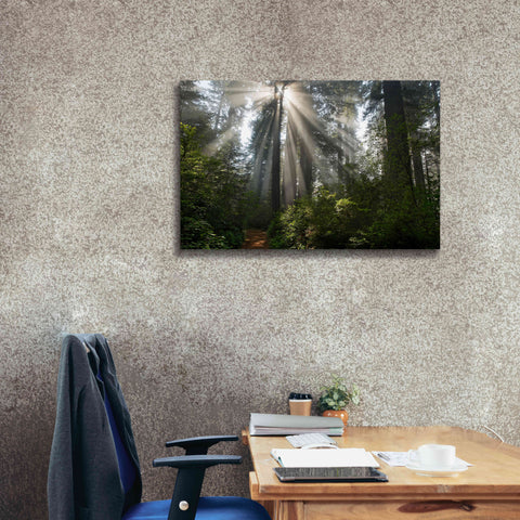 Image of 'Redwoods NP Ladybird Johnson Lightbeams' by Mike Jones, Giclee Canvas Wall Art,40 x 26