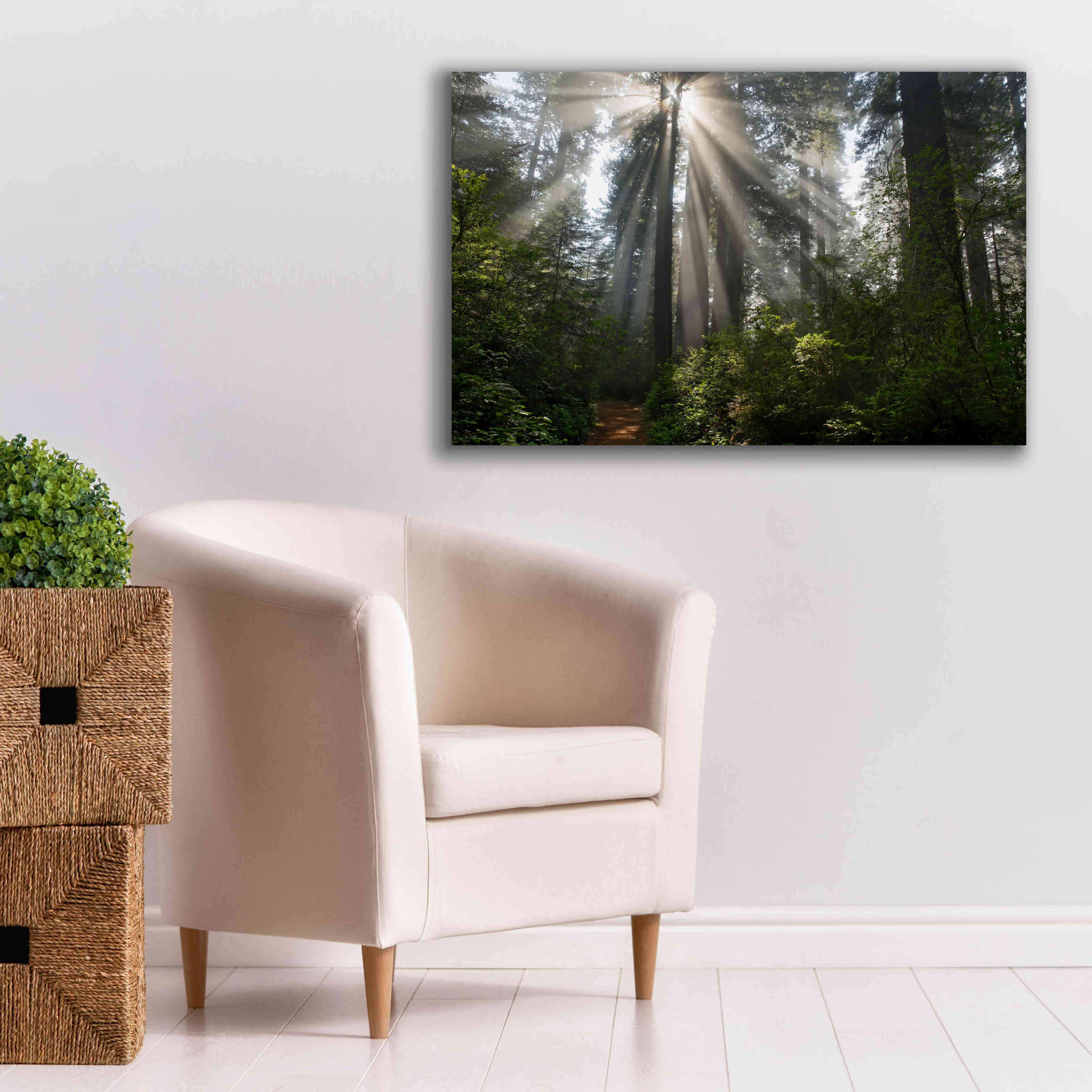 'Redwoods NP Ladybird Johnson Lightbeams' by Mike Jones, Giclee Canvas Wall Art,40 x 26
