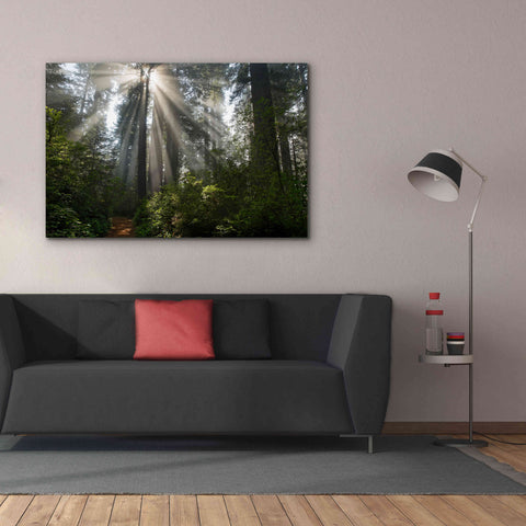 Image of 'Redwoods NP Ladybird Johnson Lightbeams' by Mike Jones, Giclee Canvas Wall Art,60 x 40