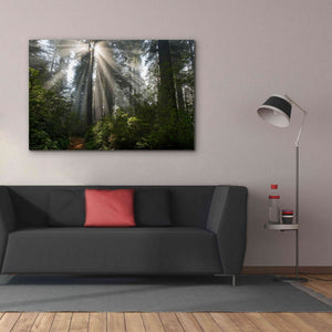 'Redwoods NP Ladybird Johnson Lightbeams' by Mike Jones, Giclee Canvas Wall Art,60 x 40