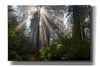 'Redwoods NP Ladybird Johnson Lightbeams' by Mike Jones, Giclee Canvas Wall Art
