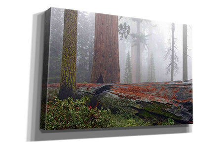 'Sequoia Fallen Giant' by Mike Jones, Giclee Canvas Wall Art