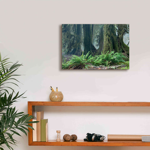Image of 'Washington Olympic NP Foggy Ferns' by Mike Jones, Giclee Canvas Wall Art,18 x 12