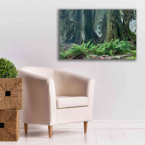 Image of 'Washington Olympic NP Foggy Ferns' by Mike Jones, Giclee Canvas Wall Art,40 x 26