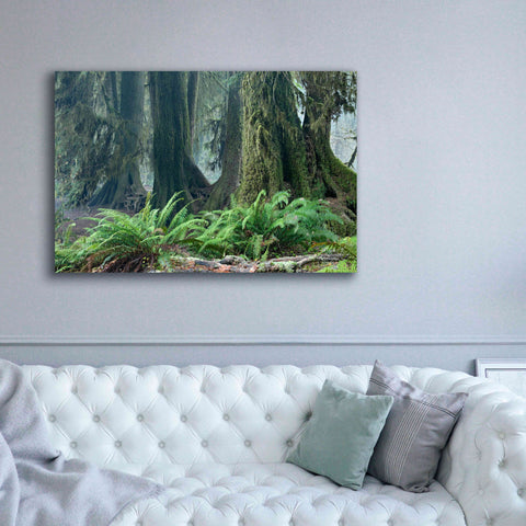 Image of 'Washington Olympic NP Foggy Ferns' by Mike Jones, Giclee Canvas Wall Art,60 x 40