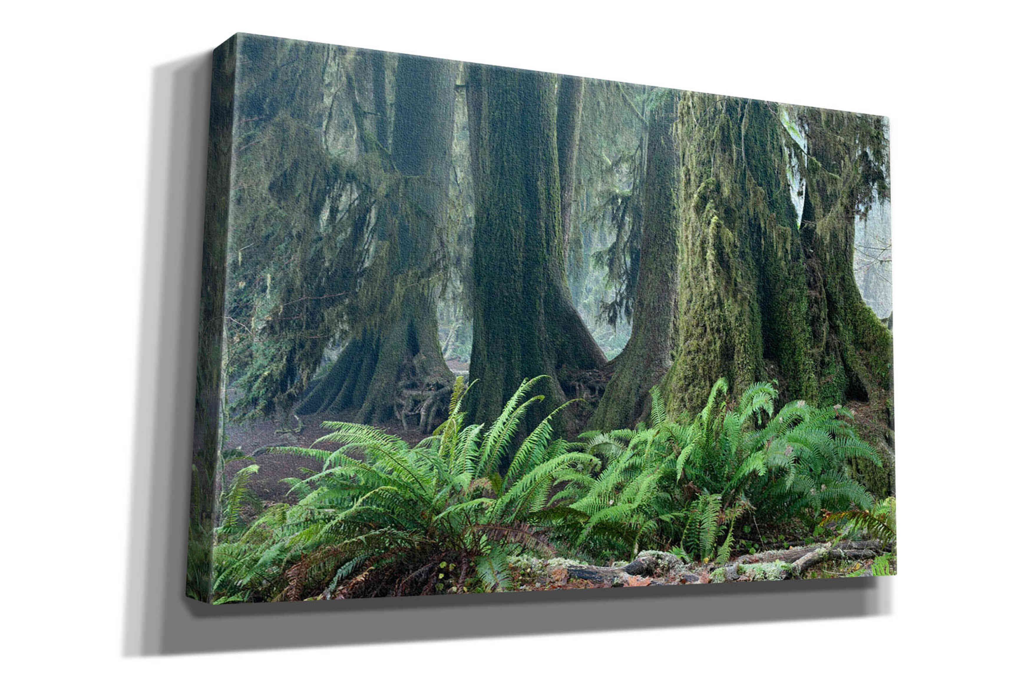 'Washington Olympic NP Foggy Ferns' by Mike Jones, Giclee Canvas Wall Art