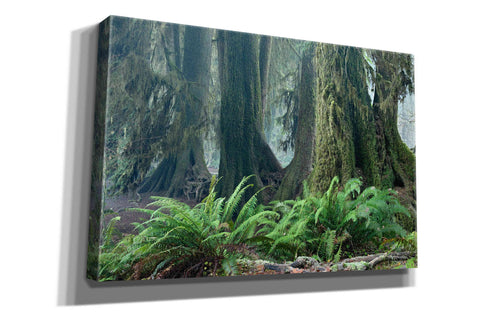 Image of 'Washington Olympic NP Foggy Ferns' by Mike Jones, Giclee Canvas Wall Art