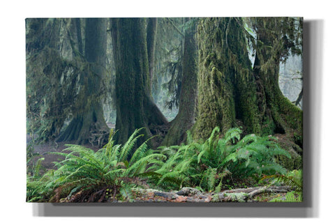 Image of 'Washington Olympic NP Foggy Ferns' by Mike Jones, Giclee Canvas Wall Art