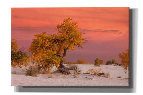 'White Sands Yellow Tree' by Mike Jones, Giclee Canvas Wall Art