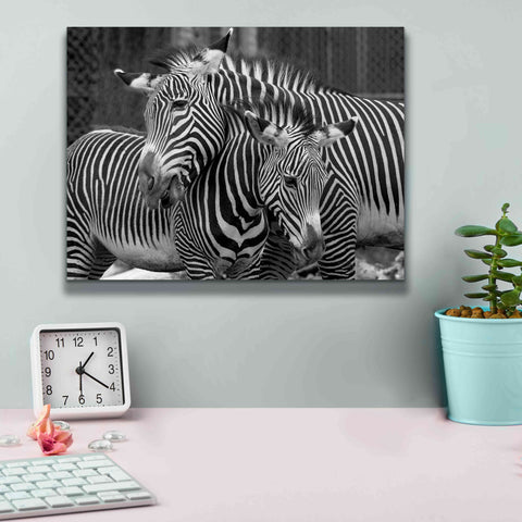 'Zebras' by Mike Jones, Giclee Canvas Wall Art,16 x 12