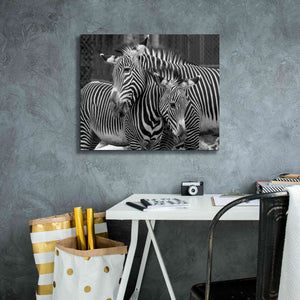'Zebras' by Mike Jones, Giclee Canvas Wall Art,24 x 20